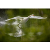The Mute swan, Cygnus olor is a species of swan and a member of the waterfowl family Anatidae