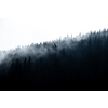 Magical forest with morning sun piercing through fog - dreamy, misty landscape photo