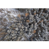 Aerial image of a winter landscape, winter forest trees covered with frost and snow (color toned image)