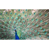 Splendid peacock with feathers out (Pavo cristatus) (shallow DOF; color toned image)