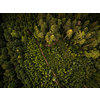 Autumn forest aerial view