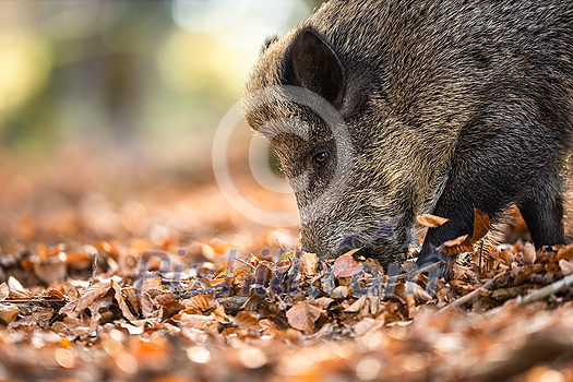 Wild Boar Or Sus Scrofa, Also Known As The Wild Swine, Eurasian Wild Pig Wild Boar Or Sus Scrofa, Also Known As The Wild Swine, Eurasian Wild Pig