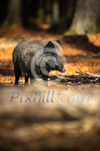 Wild Boar Or Sus Scrofa, Also Known As The Wild Swine, Eurasian Wild Pig Wild Boar Or Sus Scrofa, Also Known As The Wild Swine, Eurasian Wild Pig