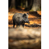 Wild Boar Or Sus Scrofa, Also Known As The Wild Swine, Eurasian Wild Pig