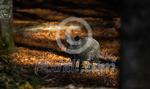 Wild Boar Or Sus Scrofa, Also Known As The Wild Swine, Eurasian Wild Pig Wild Boar Or Sus Scrofa, Also Known As The Wild Swine, Eurasian Wild Pig