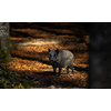 Wild Boar Or Sus Scrofa, Also Known As The Wild Swine, Eurasian Wild Pig