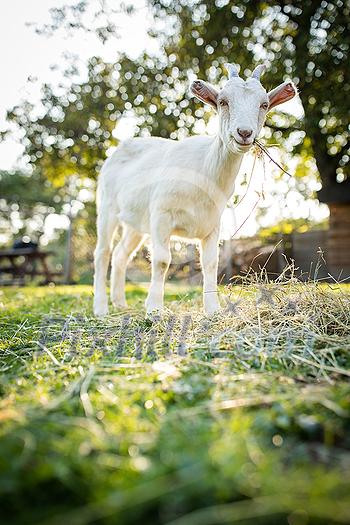 Cute goats on an organic farm, looking happy, grazing outdoors - respectful animal farming Cute goats on an organic farm, looking happy, grazing outdoors - respectful animal farming