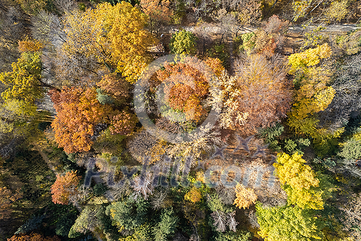 Scenic drone view of forest path in fall season, bright mix of green, yellow and red tree foliage. Scenic drone view of forest path in fall season, bright mix of green, yellow and red tree foliage.