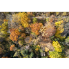Scenic drone view of forest path in fall season, bright mix of green, yellow and red tree foliage.