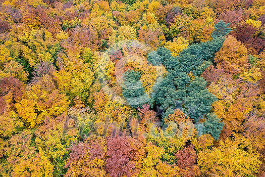 Autumn forest landscape with colorful fall leaves on trees from drone view. Natural seasonal backdrop and wallpaper. Autumn forest landscape with colorful fall leaves on trees from drone view. Natural seasonal backdrop and wallpaper.