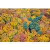 Autumn forest landscape with colorful fall leaves on trees from drone view. Natural seasonal backdrop and wallpaper.