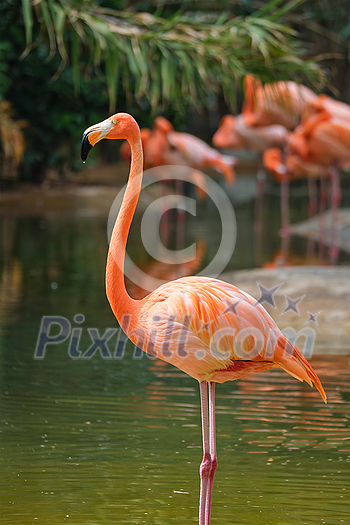 American flamingo (Phoenicopterus ruber) pink bird in pond American flamingo (Phoenicopterus ruber) pink bird in pond