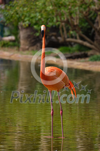 American flamingo (Phoenicopterus ruber) pink bird in pond American flamingo (Phoenicopterus ruber) pink bird in pond