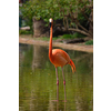 American flamingo (Phoenicopterus ruber) pink bird in pond