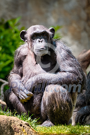 Portrait of a chimpanzee monkey ape from Africa in jungle tropical rainforest Portrait of a chimpanzee monkey ape from Africa in jungle tropical rainforest