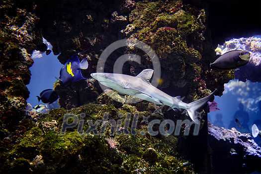 Shark in water Underwater Photo in Open Water Shark in water Underwater Photo in Open Water