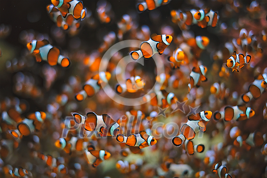 Clown Anemonefish Amphiprion ocellaris common clownfish fish shoal colony between sea anemone tentacles Clown Anemonefish Amphiprion ocellaris common clownfish fish shoal colony between sea anemone tentacles
