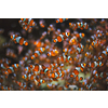 Clown Anemonefish Amphiprion ocellaris common clownfish fish shoal colony between sea anemone tentacles