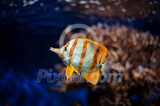 Copperband butterflyfish (Chelmon rostratus) beaked coral saltwater aquarium fish underwater Copperband butterflyfish (Chelmon rostratus) beaked coral saltwater aquarium fish underwater