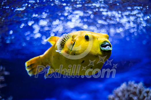 Yellow Arothron meleagris, golden puffer guineafowl puffer fish underwater in Indo-Pacific Yellow Arothron meleagris, golden puffer guineafowl puffer fish underwater in Indo-Pacific
