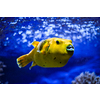 Yellow Arothron meleagris, golden puffer guineafowl puffer fish underwater in Indo-Pacific