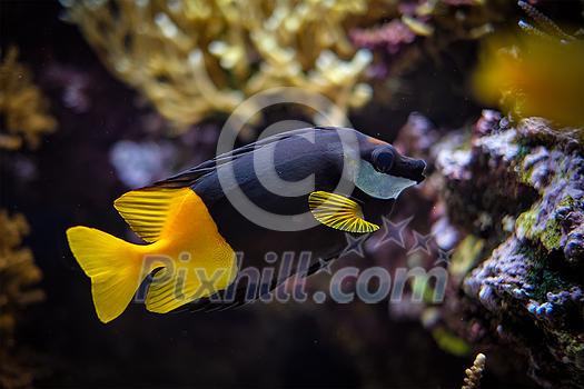 Bicolored foxface Siganus uspi fish underwater in sea with corals in background Bicolored foxface Siganus uspi fish underwater in sea with corals in background