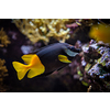 Bicolored foxface Siganus uspi fish underwater in sea with corals in background