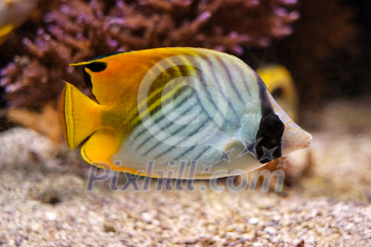 Threadfin butterflyfish (Chaetodon auriga) fish underwater in Red sea with corals in background Threadfin butterflyfish (Chaetodon auriga) fish underwater in Red sea with corals in background