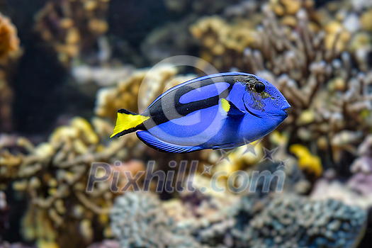 Paracanthurus hepatus blue surgeonfish underwater in sea with corals in background Paracanthurus hepatus blue surgeonfish underwater in sea with corals in background