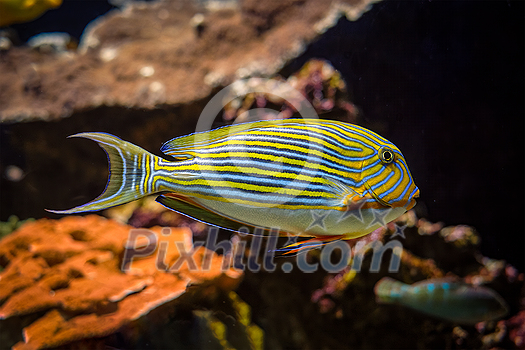 Lined surgeonfish Acanthurus lineatus fish underwater in sea with corals in background Lined surgeonfish Acanthurus lineatus fish underwater in sea with corals in background