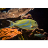 Lined surgeonfish Acanthurus lineatus fish underwater in sea with corals in background