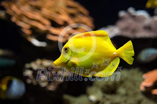 Yellow tang Zebrasoma flavescens fish underwater in sea with corals in background. Yellow tang is very popular aquarium fish Yellow tang Zebrasoma flavescens fish underwater in sea with corals in background. Yellow tang is very popular aquarium fish