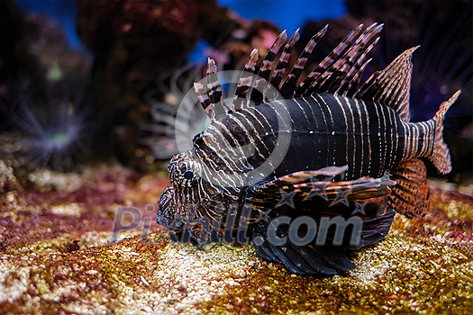 Red lionfish (Pterois volitans) venomous coral reef fish underwater Red lionfish (Pterois volitans) venomous coral reef fish underwater