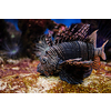 Red lionfish (Pterois volitans) venomous coral reef fish underwater