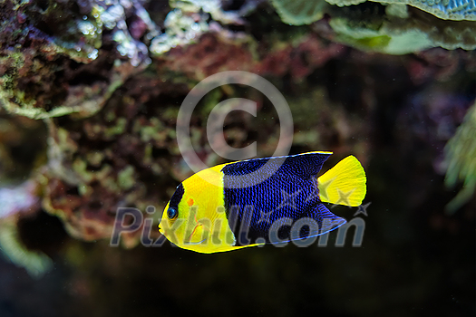 Bicolor angelfish aka Centropyge bicolor, Pacific rock beauty, oriole angelfish, oriole dwarf angel, blue and gold angel, two-colored angel fish underwater in sea with corals in background Bicolor angelfish aka Centropyge bicolor, Pacific rock beauty, oriole angelfish, oriole dwarf angel, blue and gold angel, two-colored angel fish underwater in sea with corals in background