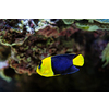 Bicolor angelfish aka Centropyge bicolor, Pacific rock beauty, oriole angelfish, oriole dwarf angel, blue and gold angel, two-colored angel fish underwater in sea with corals in background