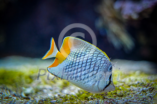 pearlscale butterflyfish Chaetodon xanthurus fish underwater in sea with corals in background pearlscale butterflyfish Chaetodon xanthurus fish underwater in sea with corals in background