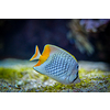 pearlscale butterflyfish Chaetodon xanthurus fish underwater in sea with corals in background