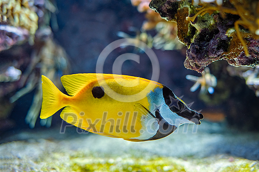 Foxface rabbitfish (Siganus vulpinus) fish also known as foxface or foxface lo underwater in sea with corals in background Foxface rabbitfish (Siganus vulpinus) fish also known as foxface or foxface lo underwater in sea with corals in background