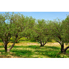 Olive trees (Olea europaea) grove in Crete, Greece for olive oil production. Horizontal camera pan