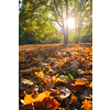 Golden autumn fall October in famous Munich relax place - Englischer Garten. English garden with fallen leaves and golden sunlight. Munchen, Bavaria, Germany