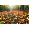 Golden autumn fall October in famous Munich relax place - Englischer Garten. English garden with fallen leaves and golden sunlight. Munchen, Bavaria, Germany