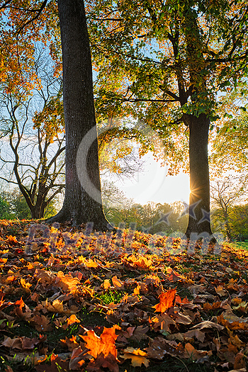 Golden autumn fall October in famous Munich relax place - Englischer Garten. English garden with fallen leaves and golden sunlight. Munchen, Bavaria, Germany Golden autumn fall October in famous Munich relax place - Englischer Garten. English garden with fallen leaves and golden sunlight. Munchen, Bavaria, Germany