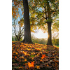 Golden autumn fall October in famous Munich relax place - Englischer Garten. English garden with fallen leaves and golden sunlight. Munchen, Bavaria, Germany