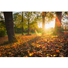 Golden autumn fall October in famous Munich relax place - Englischer Garten. English garden with fallen leaves and golden sunlight. Munchen, Bavaria, Germany