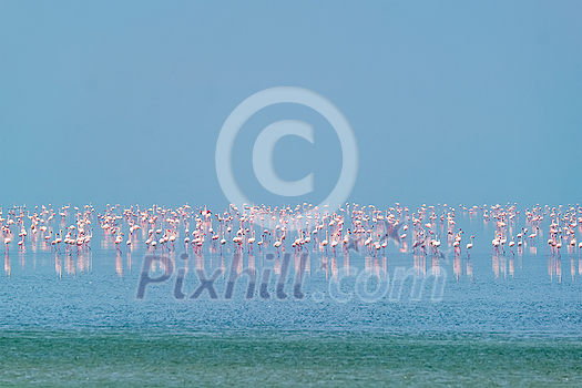 Pink flamingo birds walking in the Sambhar Salt Lake in Rajasthan. India Pink flamingo birds walking in the Sambhar Salt Lake in Rajasthan. India