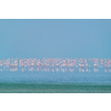Pink flamingo birds walking in the Sambhar Salt Lake in Rajasthan. India
