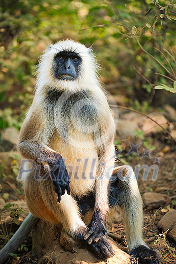 Indian common Gray langur or Hanuman langur monkey ape eating grass and looking around in jungle. Ranthambore national park, Rajasthan, India Indian common Gray langur or Hanuman langur monkey ape eating grass and looking around in jungle. Ranthambore national park, Rajasthan, India
