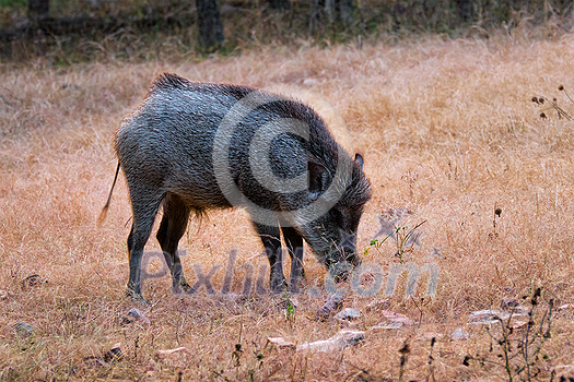 Male Indian wild boar grazing. Ranthambore National Park, Rajasthan, India