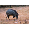 Male Indian wild boar grazing. Ranthambore National Park, Rajasthan, India